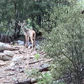 Review photo of Spencer Canyon Campground by Dray S., September 8, 2019