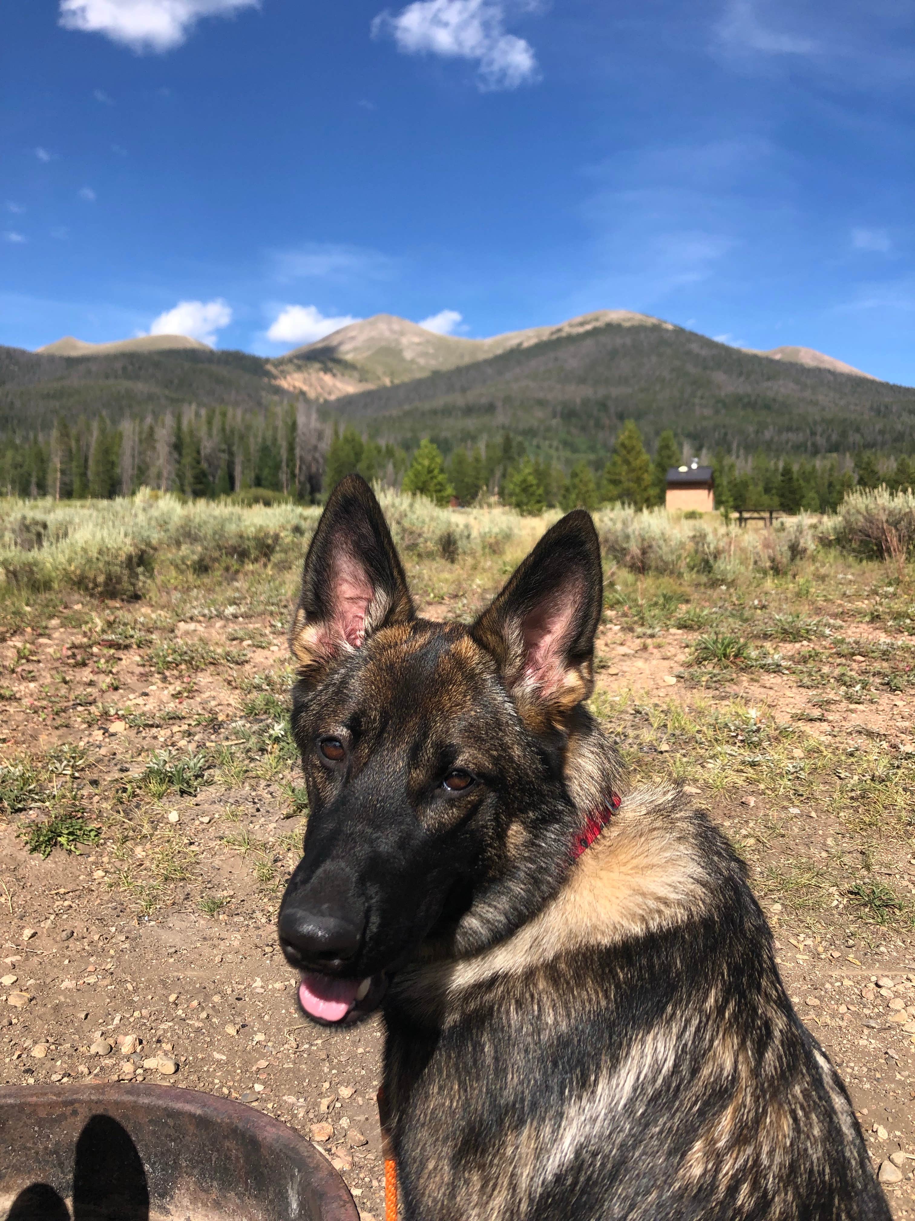 Holly S.'s photo of camping with pets at Bockman Campground — State Forest State Park near Gould, CO