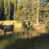 Review photo of Canyon Campground — Yellowstone National Park by Kayla S., September 9, 2019