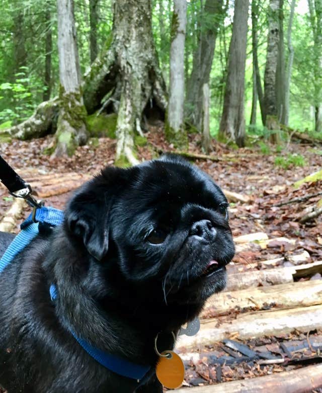 Janet R.'s photo of camping with pets at Buffalo Bay Campground near Cornucopia, WI