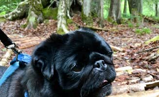 Janet R.'s photo of camping with pets at Buffalo Bay Campground near Apostle Islands National Lakeshore