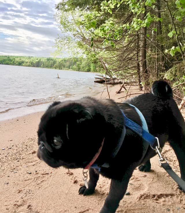 Janet R.'s photo of camping with pets at Buffalo Bay Campground near Apostle Islands National Lakeshore