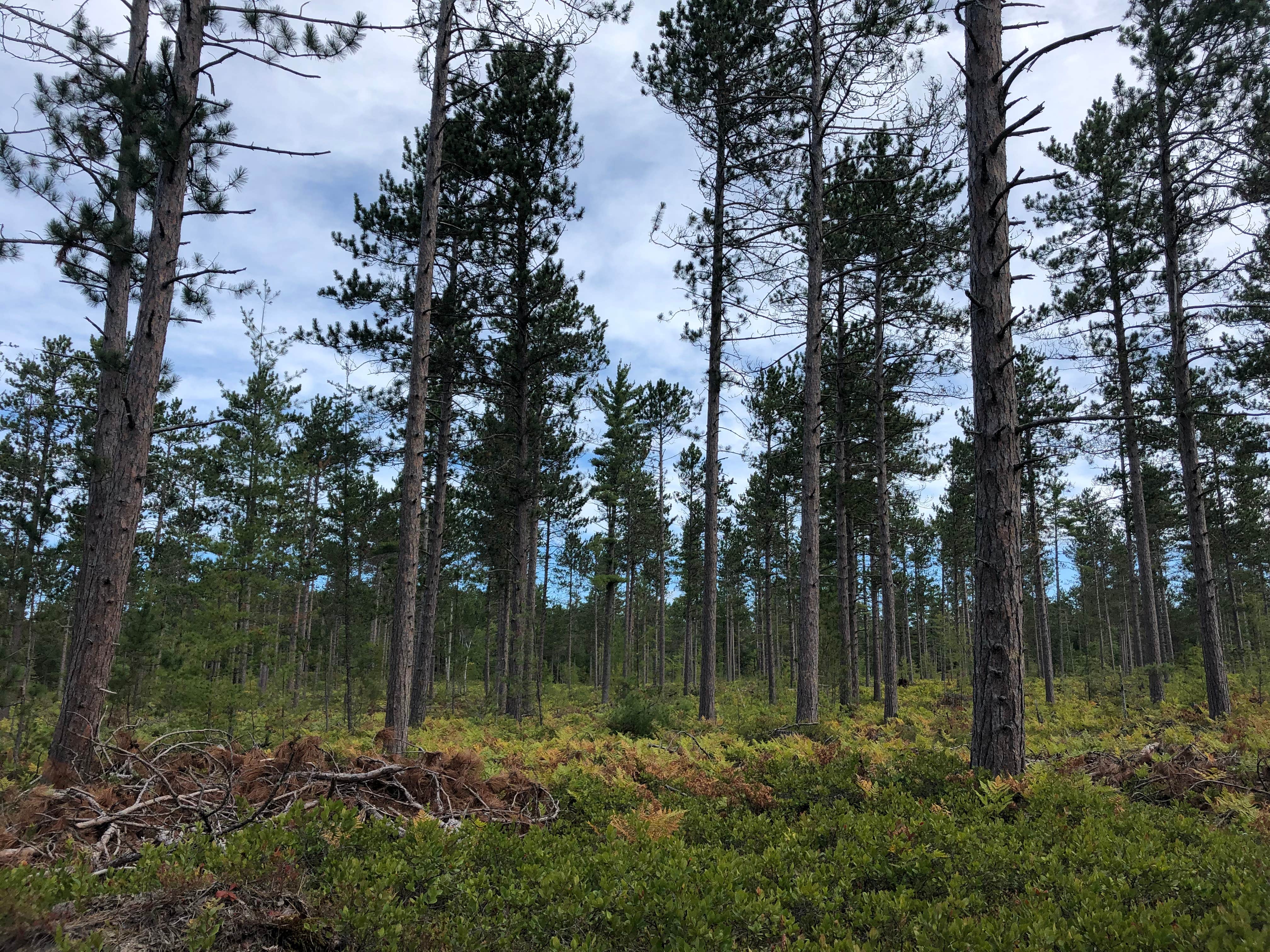 Camper-submitted photo at Bodi Lake State Forest Campground near Paradise, MI