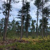 Review photo of Bodi Lake State Forest Campground by Kate K., September 10, 2019