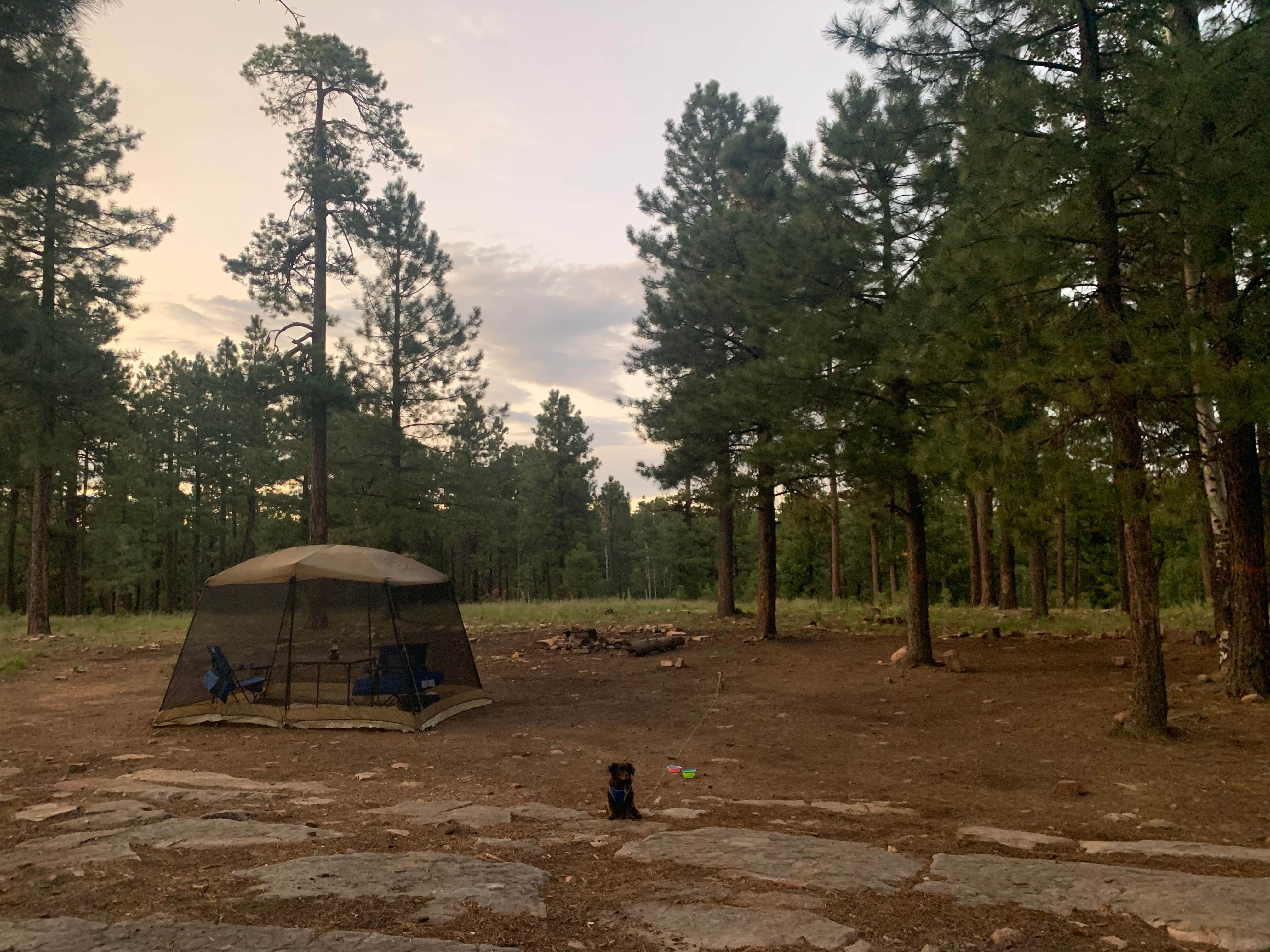 Camper-submitted photo at Fr 195 Campground near Forest Lakes, AZ