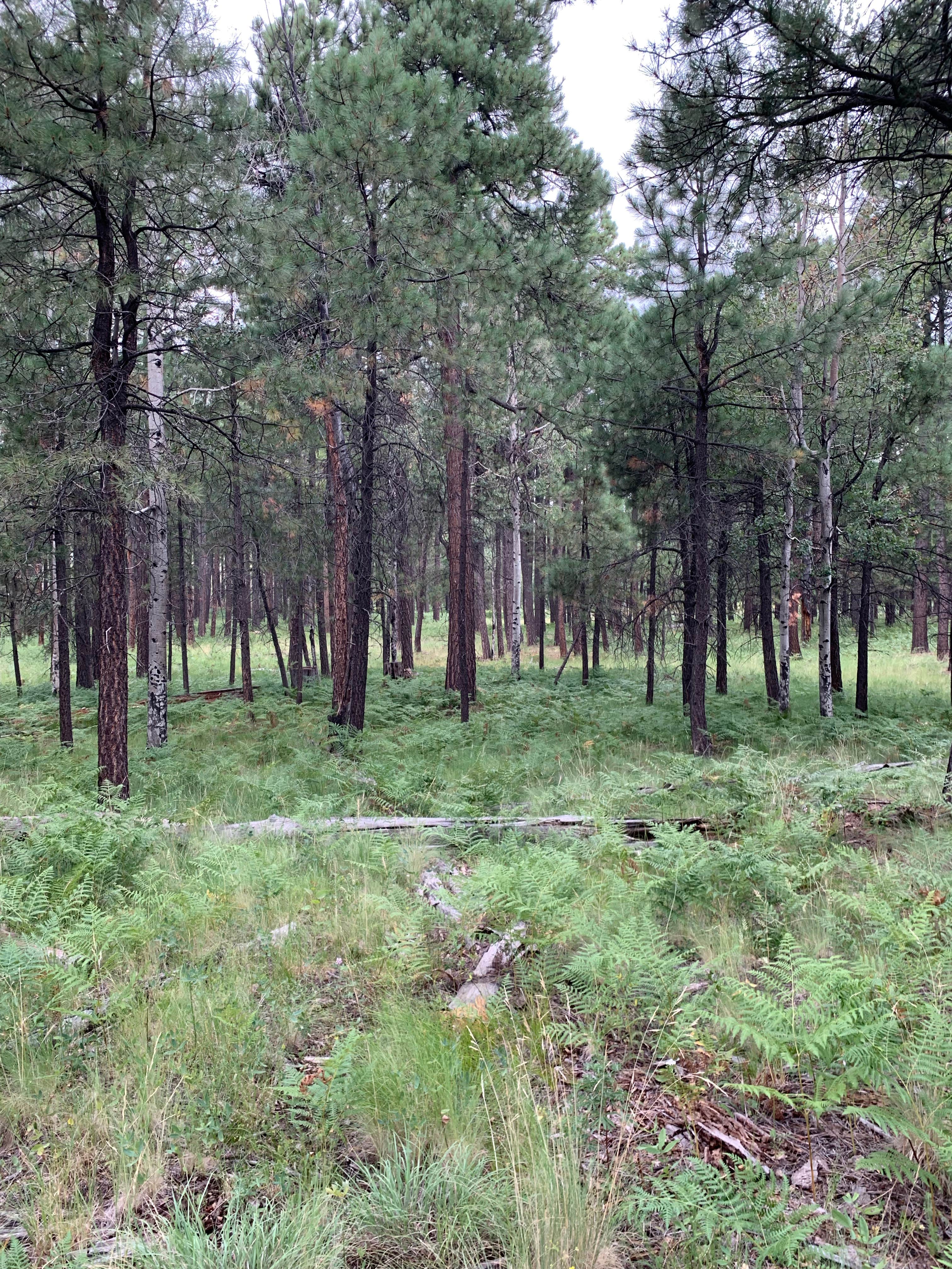 Camper-submitted photo at Fr 195 Campground near Forest Lakes, AZ