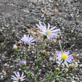 Review photo of Lava Point Campground — Zion National Park by Vijitra V., September 10, 2019