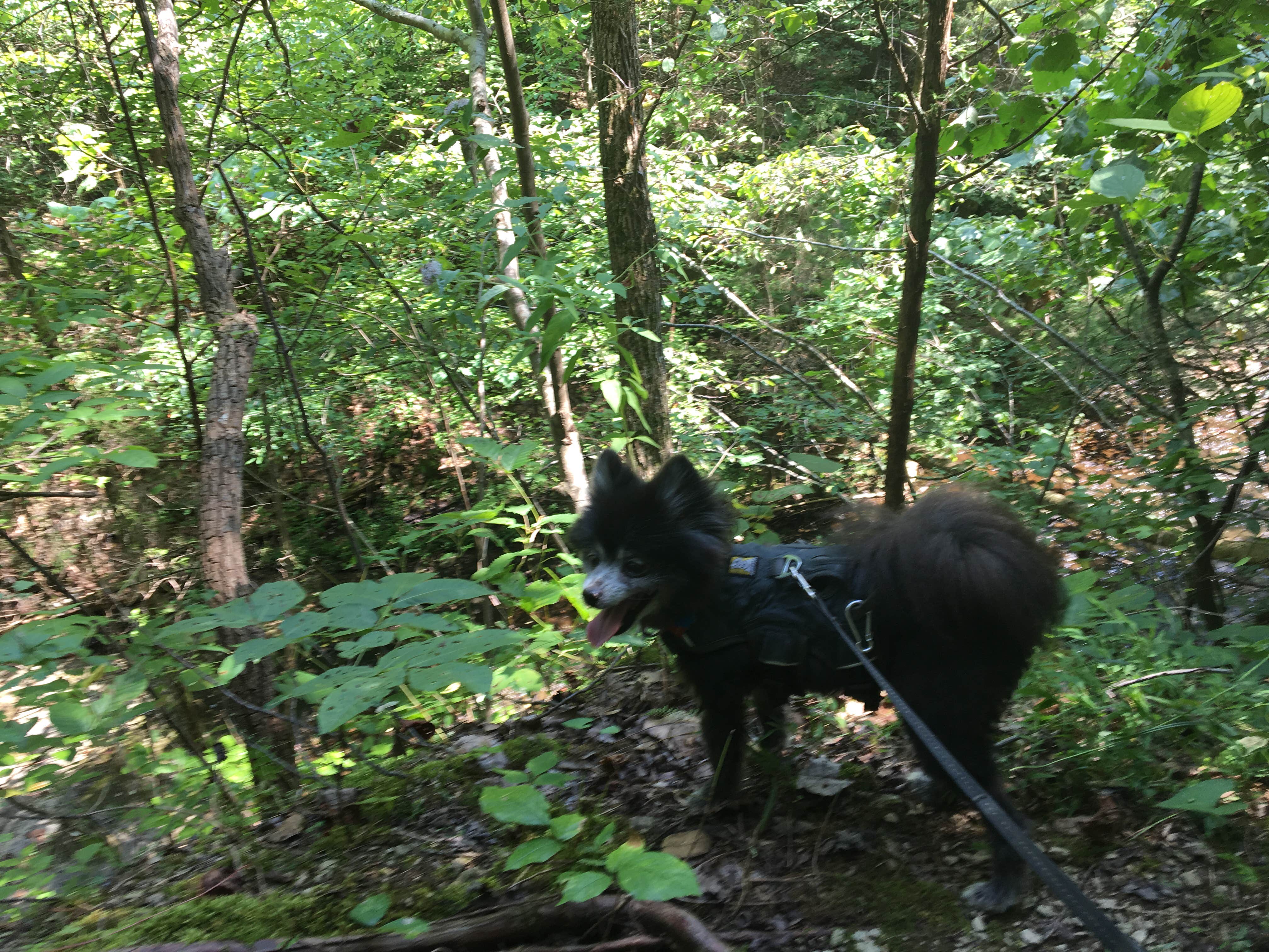 Shelly S.'s photo of camping with pets at Montgomery Bell State Park Campground near Spring Hill, TN