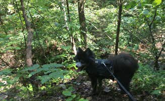 Shelly S.'s photo of camping with pets at Montgomery Bell State Park Campground near Pleasant View, TN