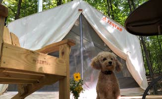 The Dyrt's photo of camping with pets at Tivoli Trails near Catskill, NY