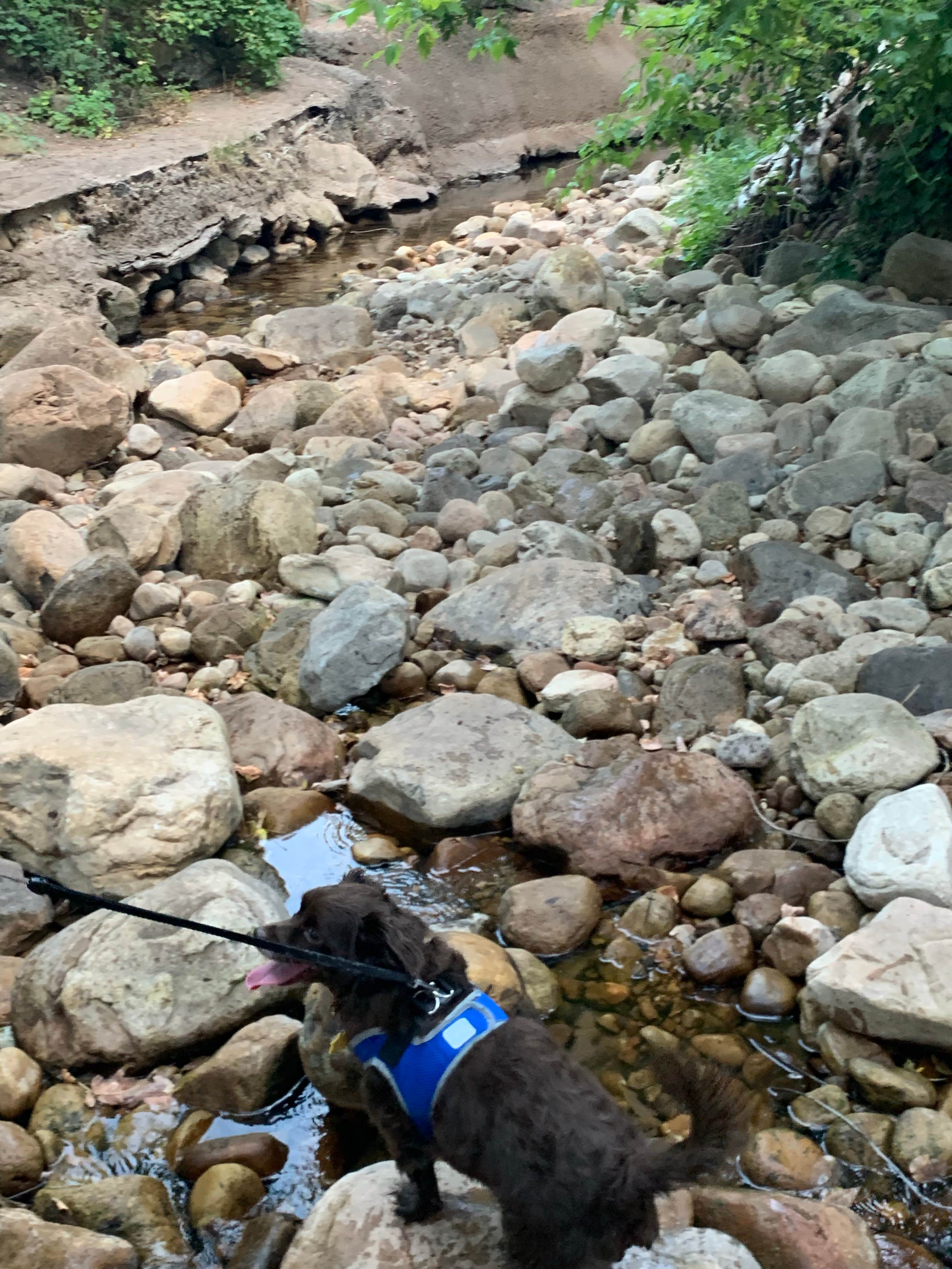 Emily Z.'s photo of camping with pets at Christopher Creek near Payson, AZ