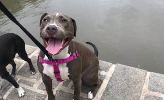 PJ F.'s photo of camping with pets at Alexander Ramsey Park near Willmar, MN