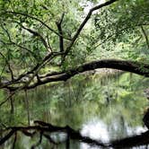 Review photo of Dogwood Campground — O'Leno State Park by Denise G., September 10, 2019