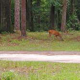 Review photo of Dogwood Campground — O'Leno State Park by Denise G., September 10, 2019