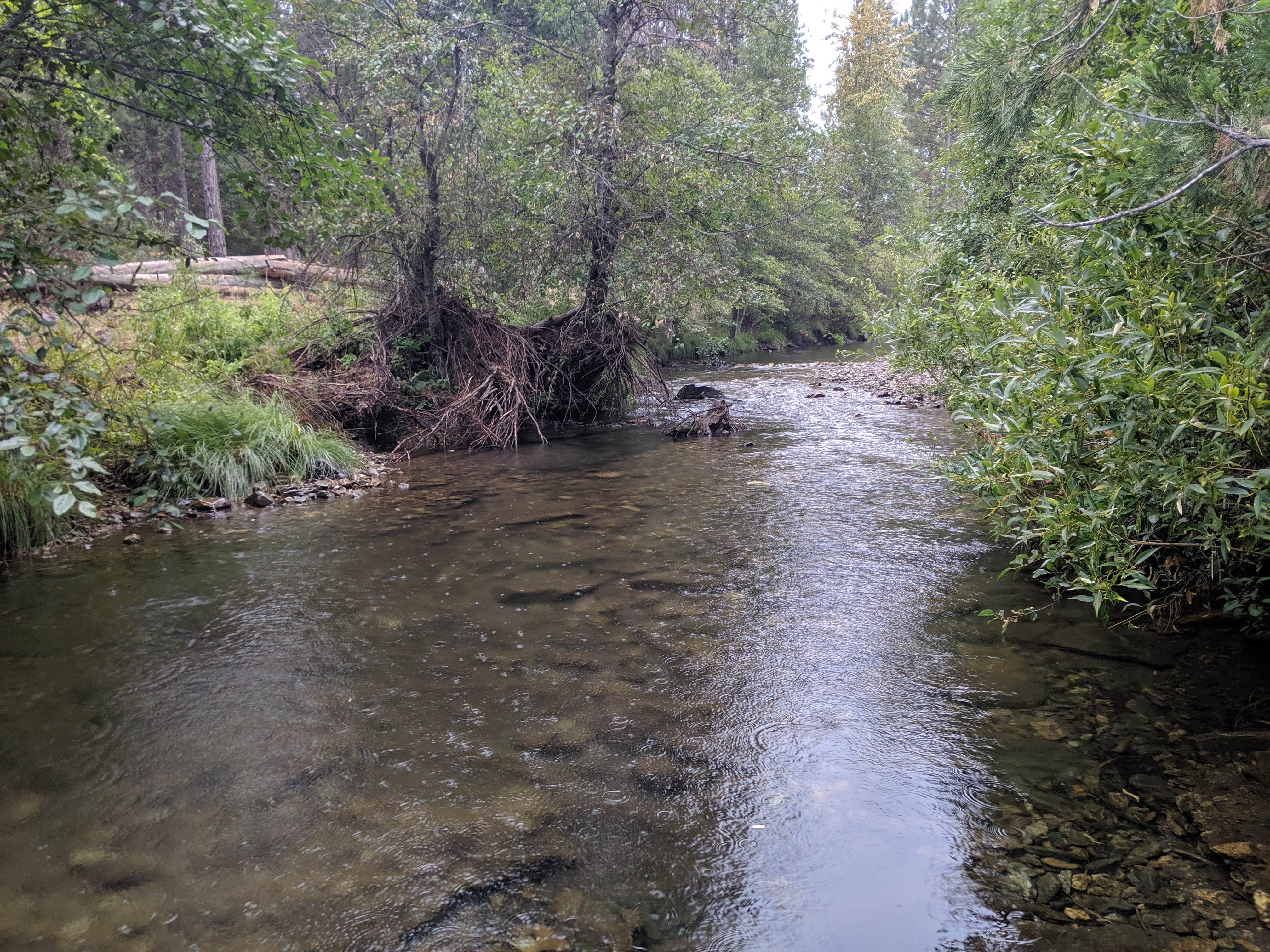 Camper submitted image from Meadow Camp Campground — Plumas National Forest - 5