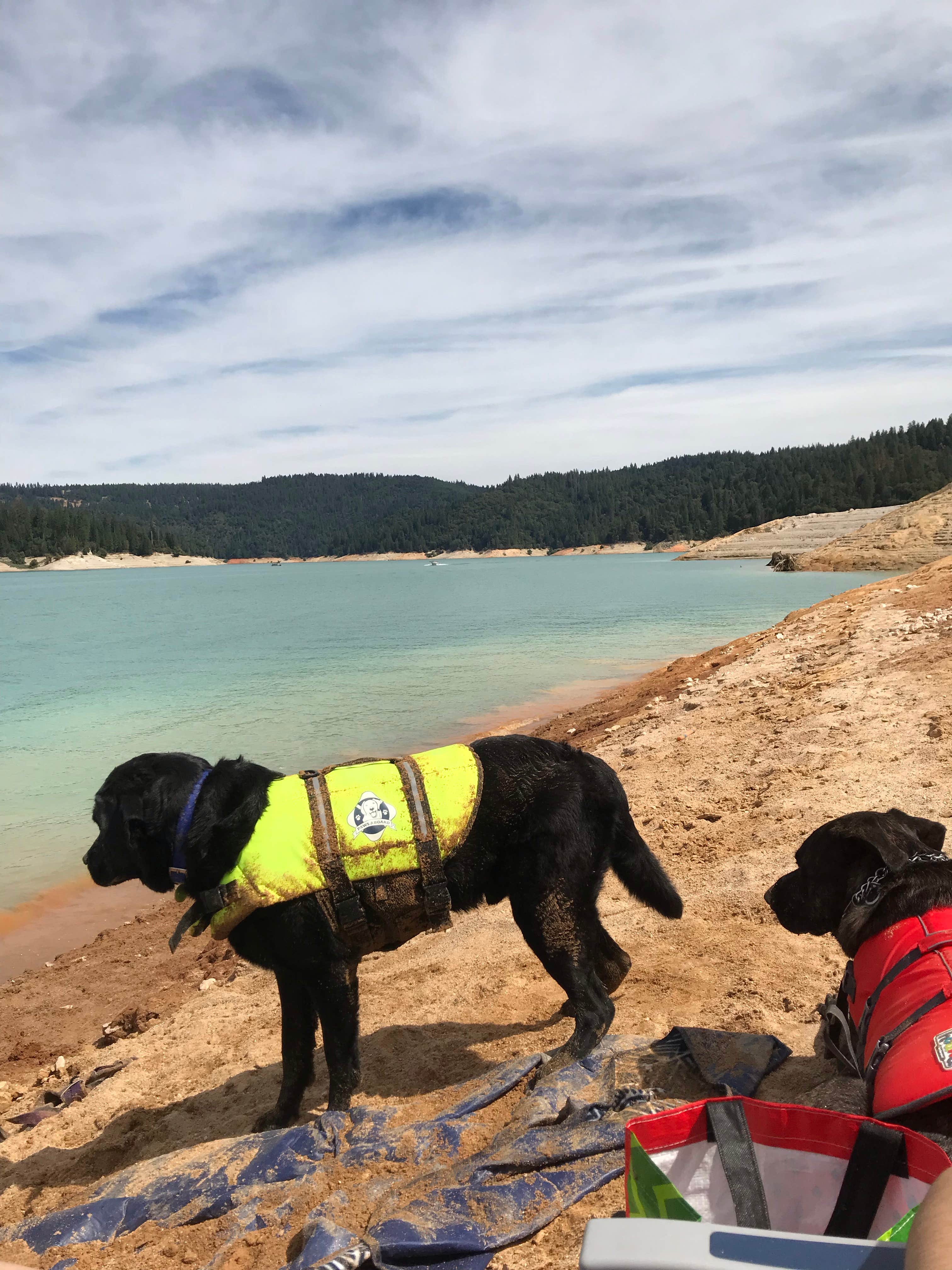 Luis  M.'s photo of camping with pets at Dark Day Campground near Plumas National Forest