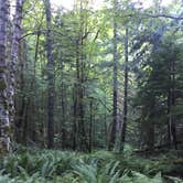 Review photo of Ohanapecosh Campground — Mount Rainier National Park by Susie G., September 10, 2019