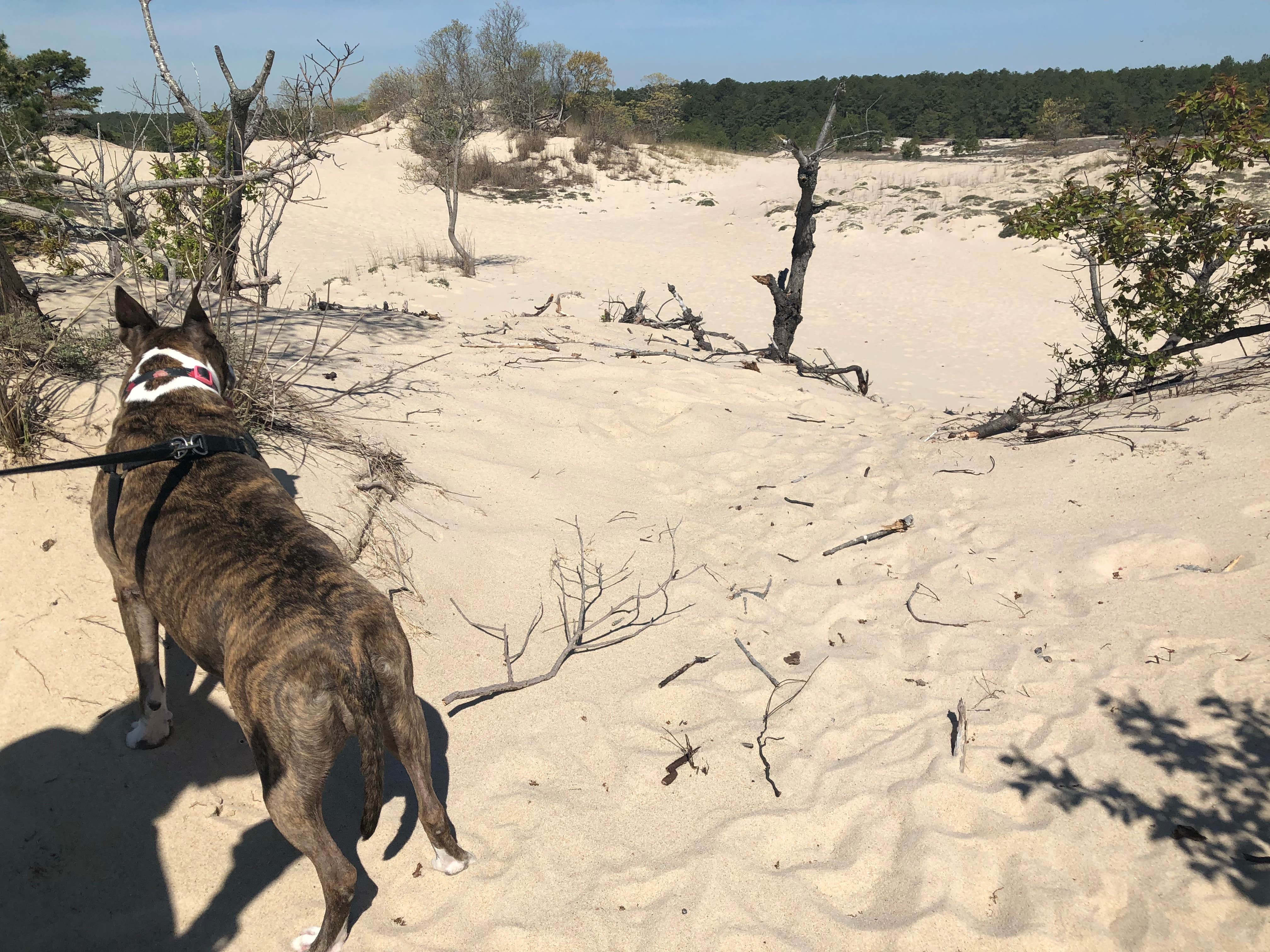 Amanda R.'s photo of camping with pets at Cape Henlopen State Park Campground near Smyrna, DE
