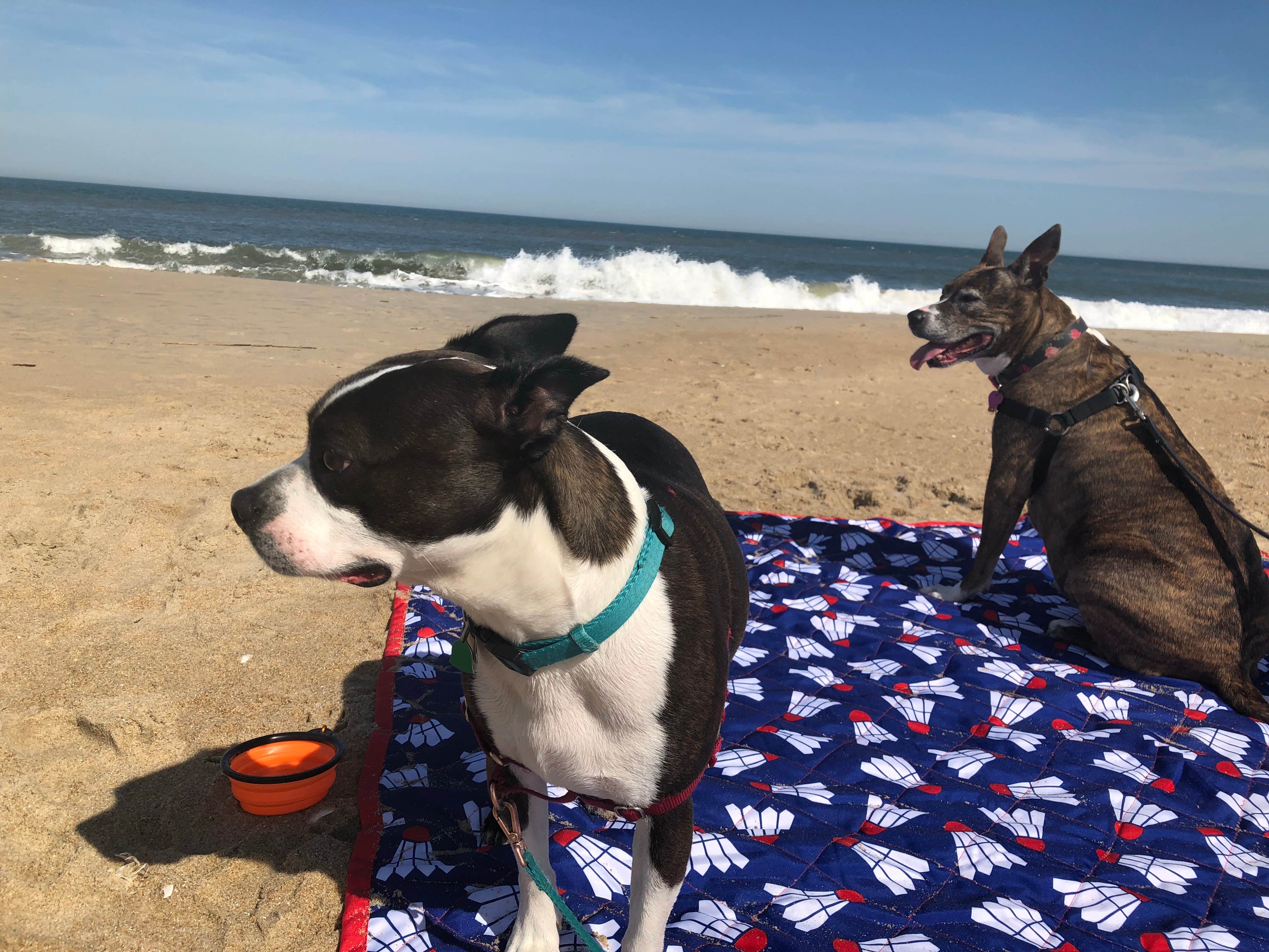 Amanda R.'s photo of camping with pets at Cape Henlopen State Park Campground near Rehoboth Beach, DE
