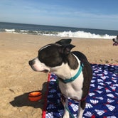 Review photo of Cape Henlopen State Park Campground by Amanda R., September 11, 2019