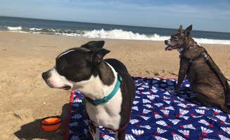 Amanda R.'s photo of camping with pets at Cape Henlopen State Park Campground near Seaford, DE
