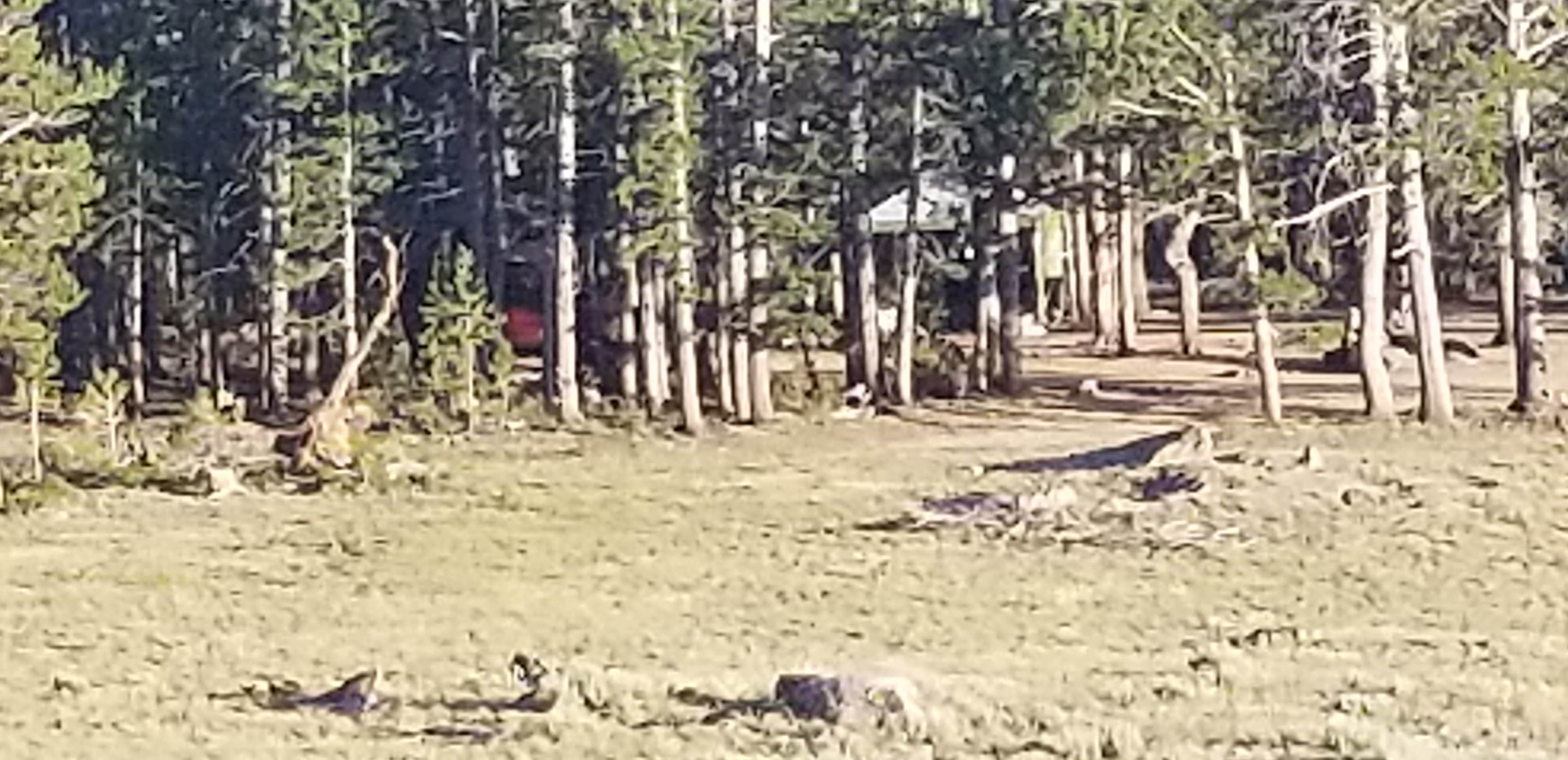 Camper submitted image from Christina Lake Trailhead Dispersed Sites - 4