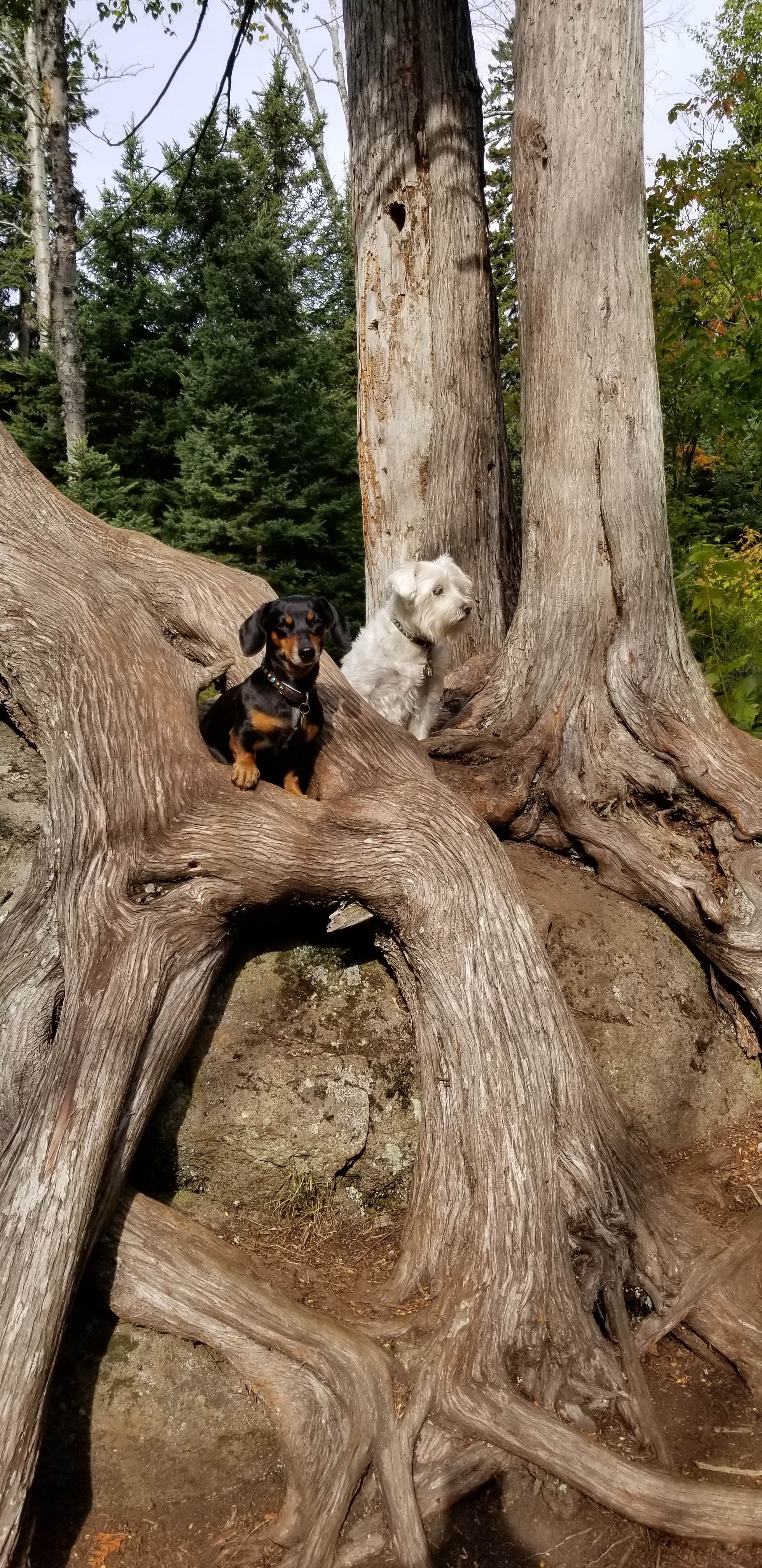 Katrin M.'s photo of camping with pets at Baptism River Campground — Tettegouche State Park in Minnesota