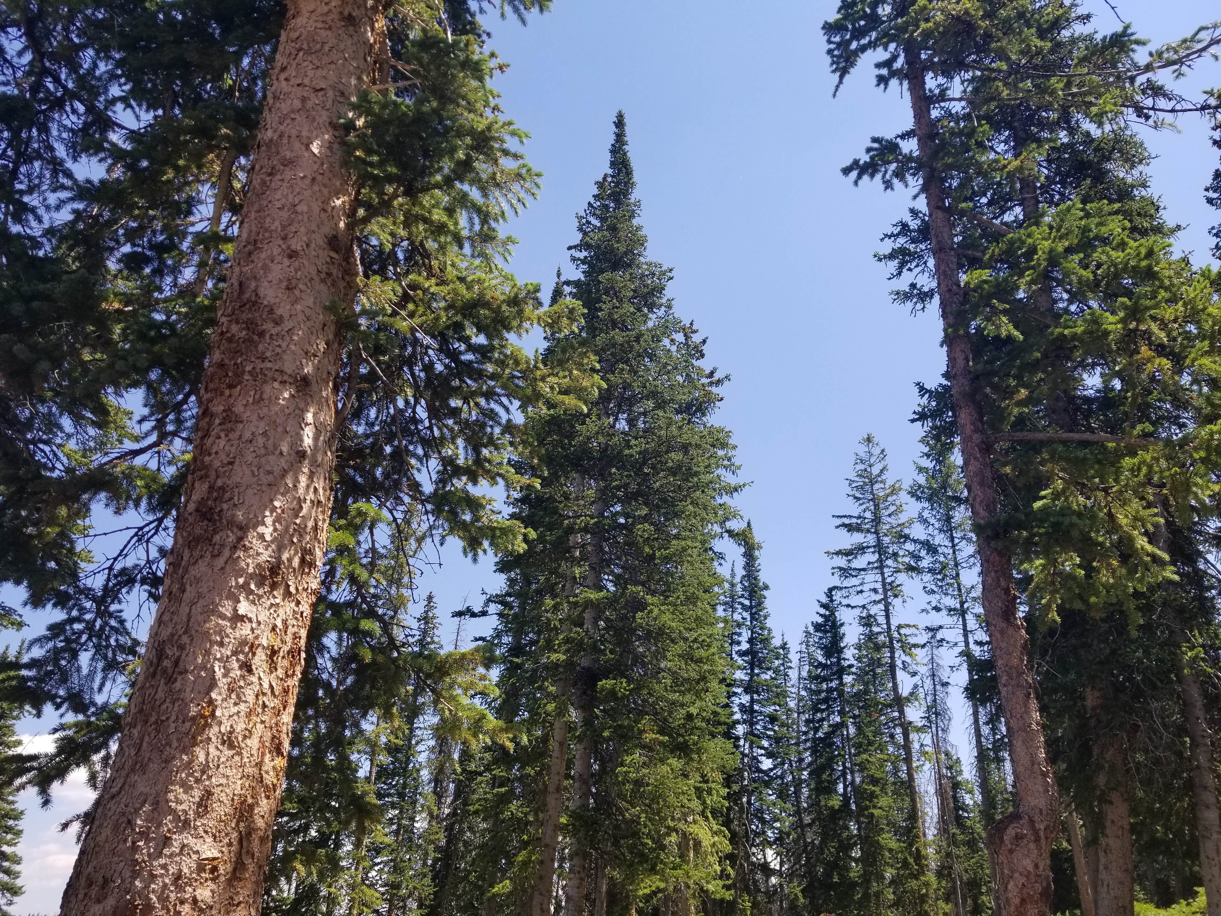 Camper submitted image from Wolf Creek Pass Primitive Areas - 2