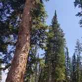 Review photo of Wolf Creek Pass Primitive Areas by Glen B., September 11, 2019