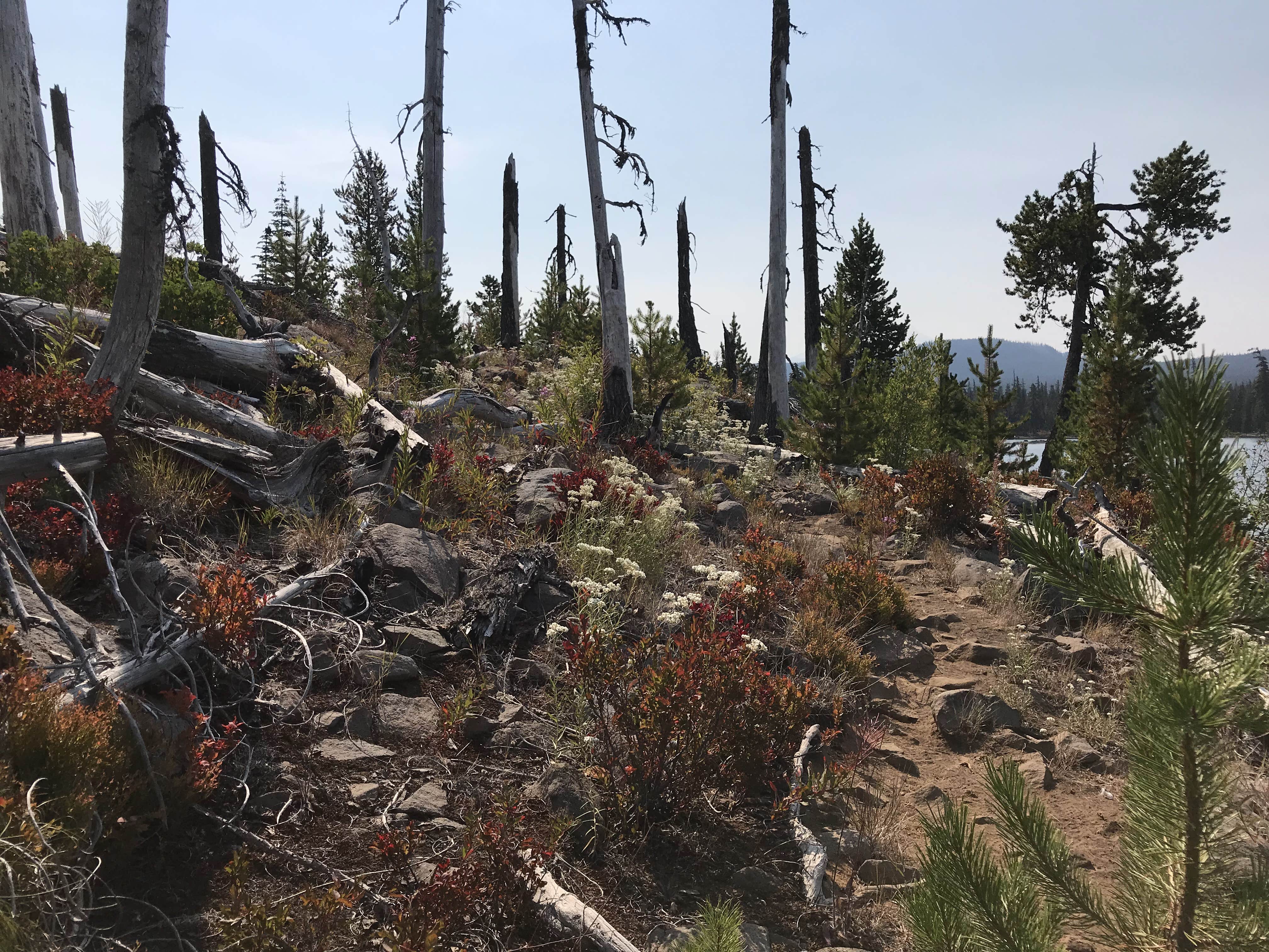 Camper-submitted photo at Olallie Lake Guard Station Cabin near Idanha, OR