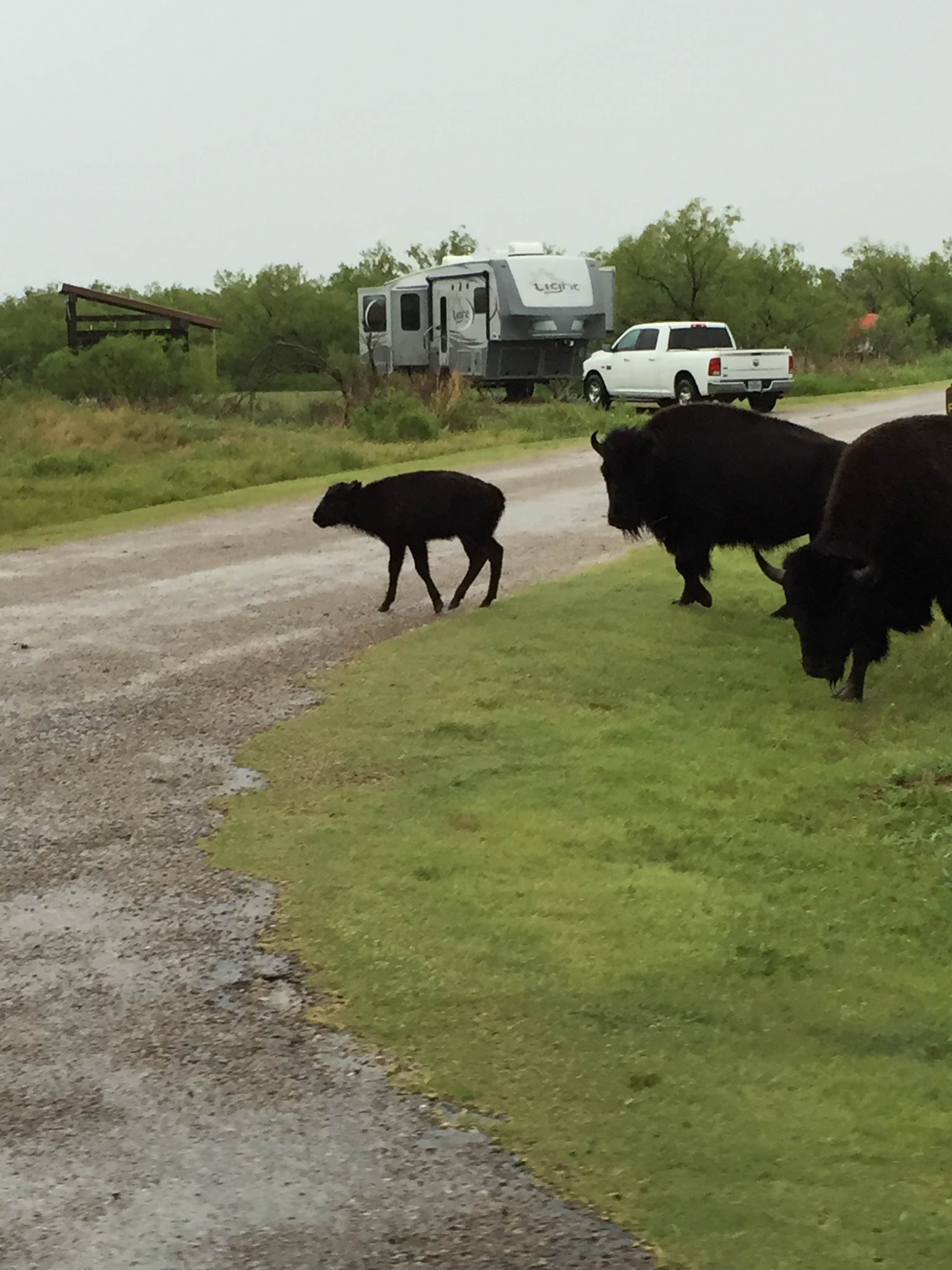 Kathy E.'s photo of rv camping at Honey Flat Camping Area — Caprock Canyons State Park near Childress, TX