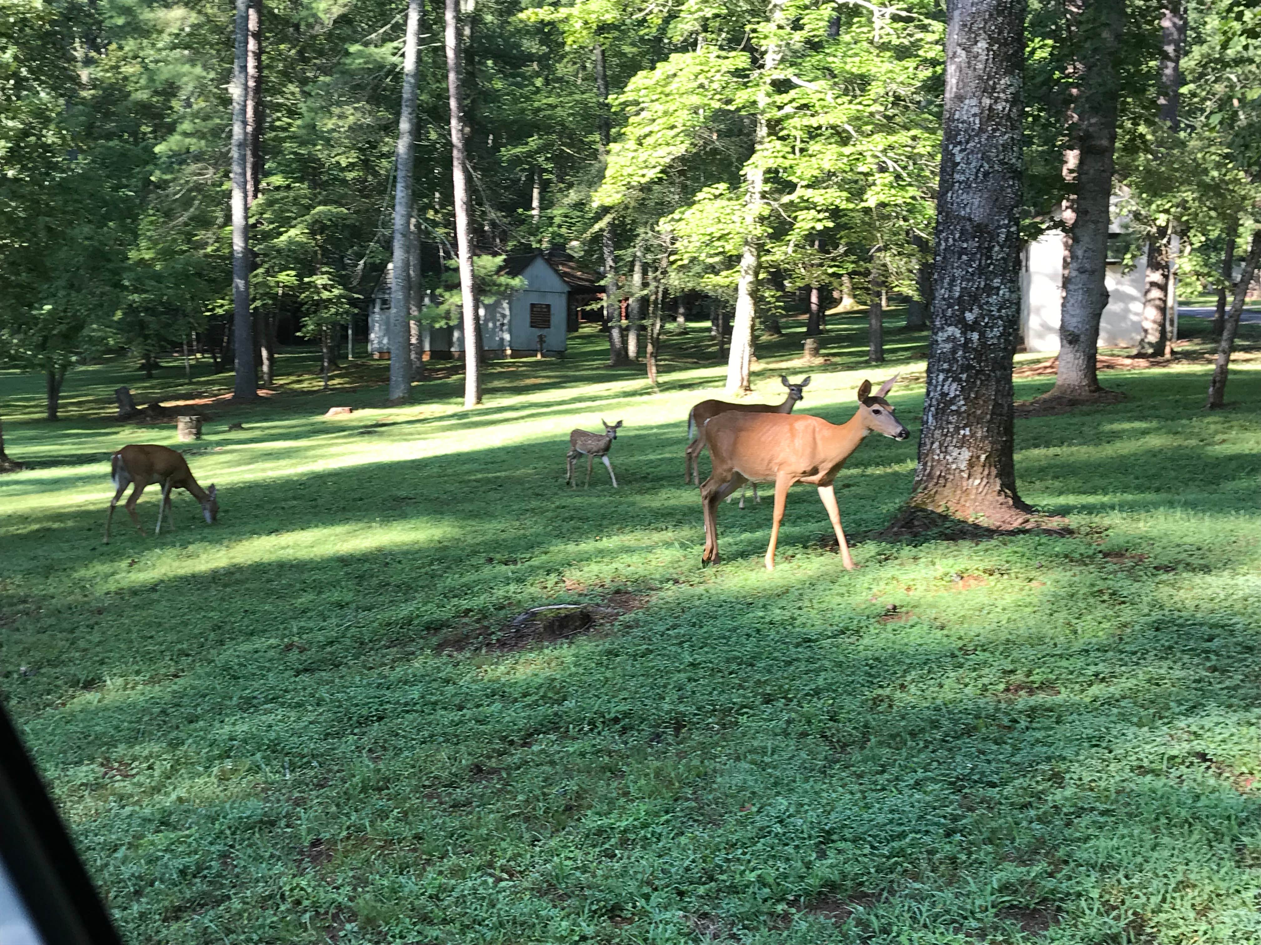 Katie M.'s photo of camping with a horse at Fairy Stone State Park Campground near Cana, VA