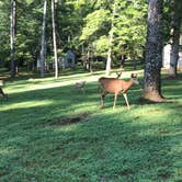 Review photo of Fairy Stone State Park Campground by Katie M., September 12, 2019