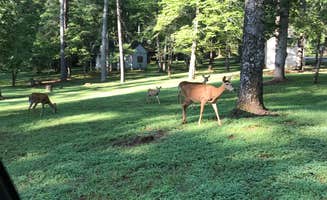 Katie M.'s photo of camping with a horse at Fairy Stone State Park Campground near Draper, VA