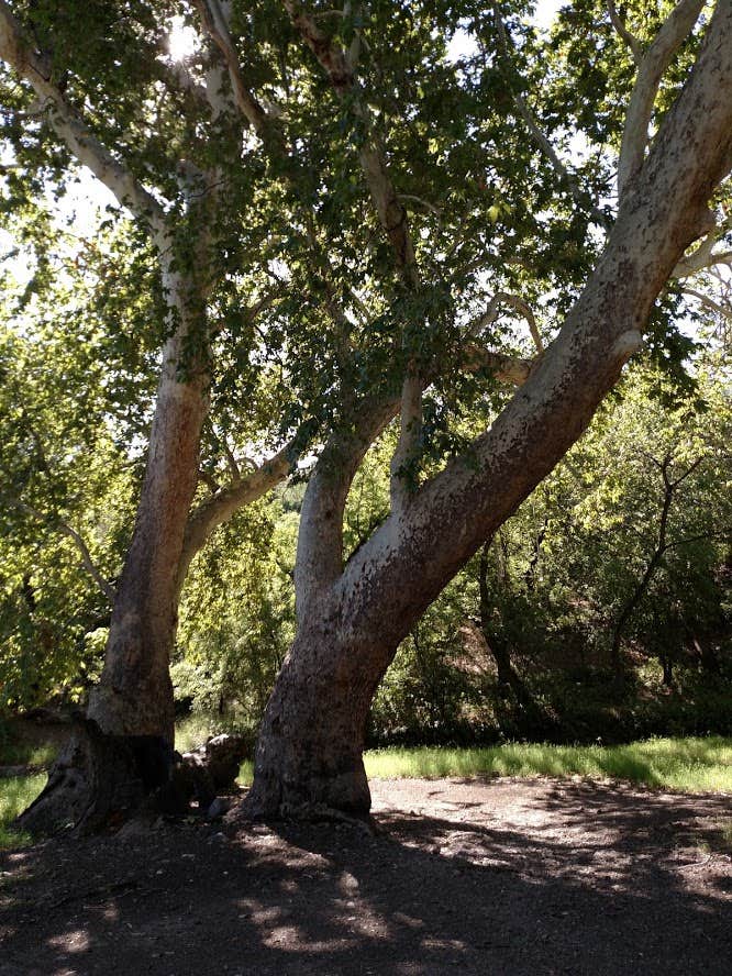 Camper-submitted photo at Peppersauce Campground near San Manuel, AZ