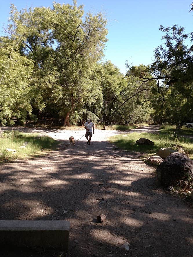 Kathleen M.'s photo of camping with pets at Peppersauce Campground near Saguaro National Park