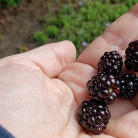 Mid August we gathered blackberries by the handfuls