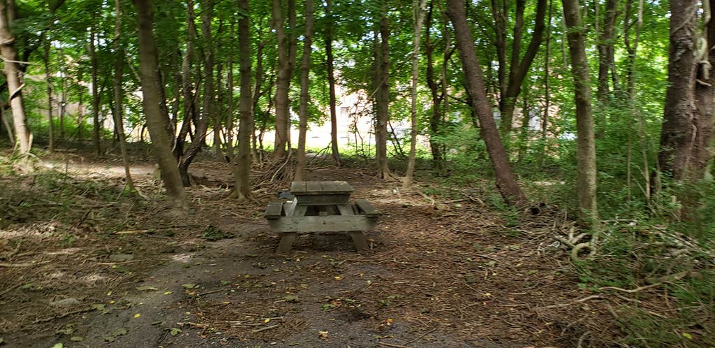 Camper submitted image from Boston Harbor Islands State Park Campground - 5