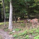 Review photo of Deep Creek Lake State Park Campground by Lee D., September 13, 2019