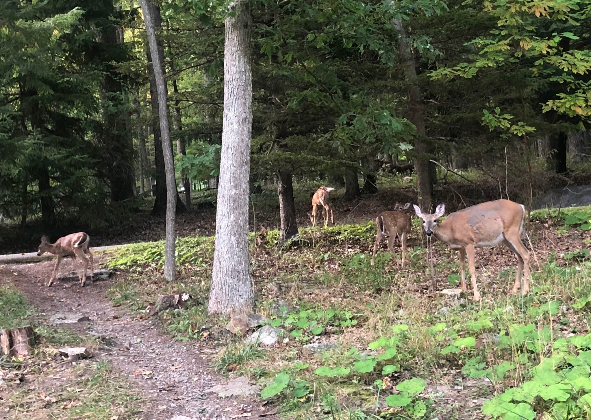 Camper submitted image from Deep Creek Lake State Park Campground - 2