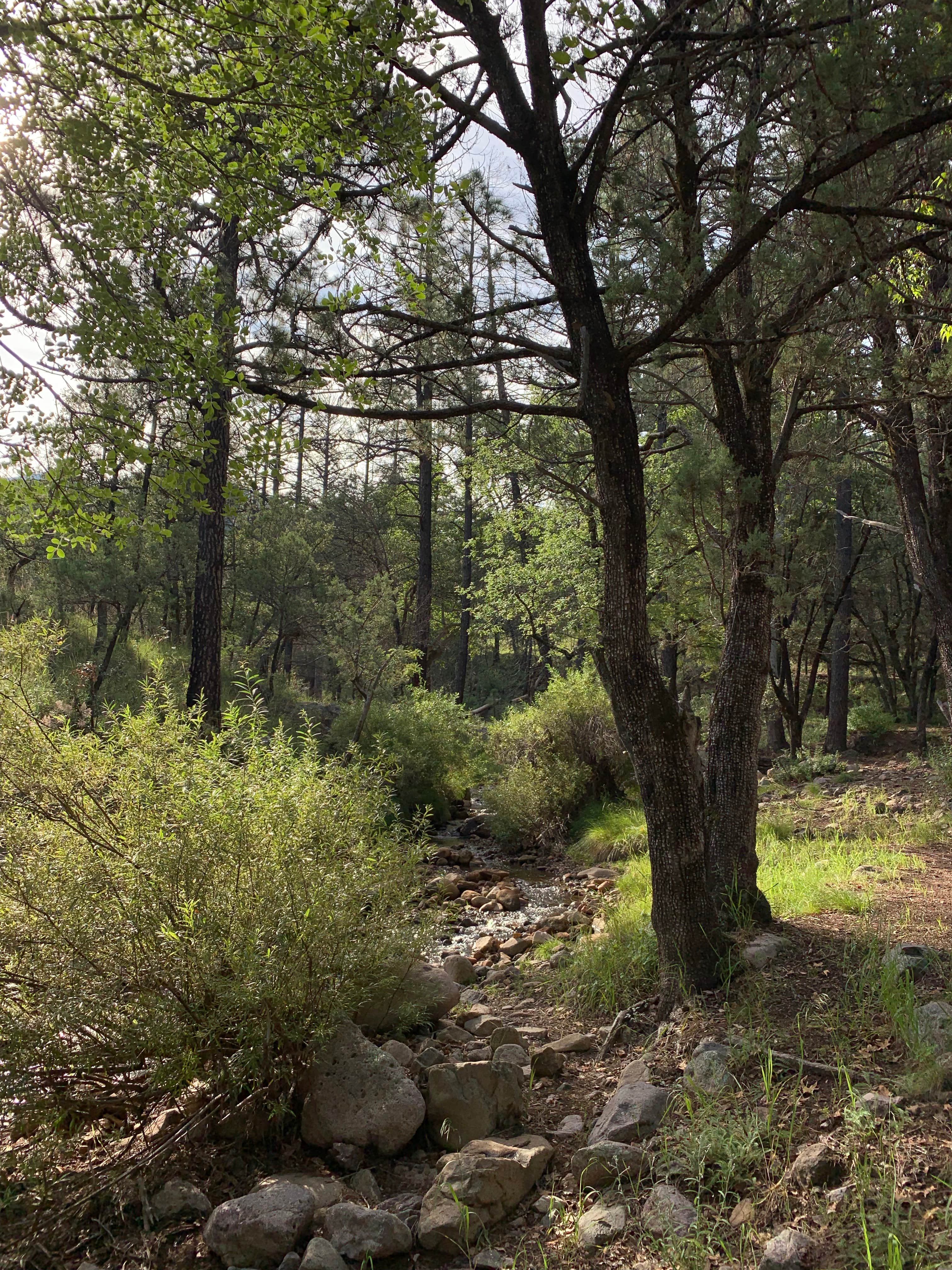 Camper-submitted photo at Sycamore Campground near Animas, NM