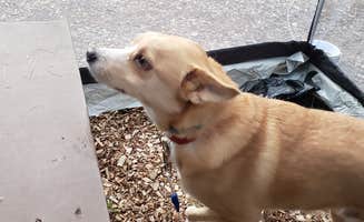 Tara A.'s photo of camping with pets at Massasoit State Park Campground near Kingston, MA