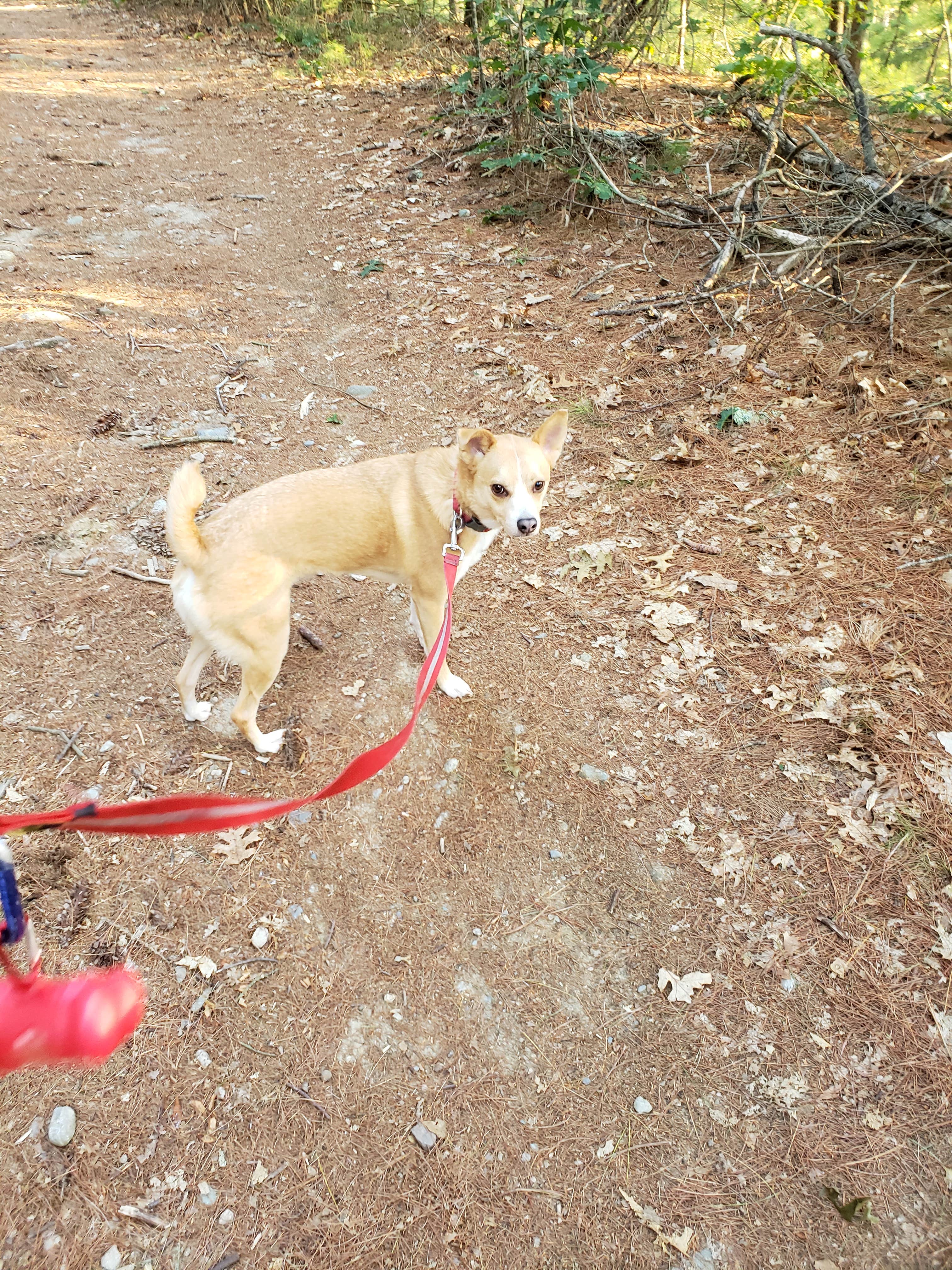 Tara A.'s photo of camping with pets at Massasoit State Park Campground near Franklin Town, MA