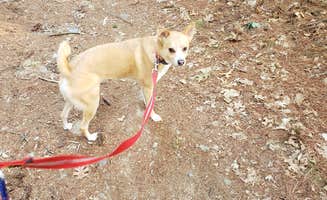 Tara A.'s photo of camping with pets at Massasoit State Park Campground near Middletown, RI