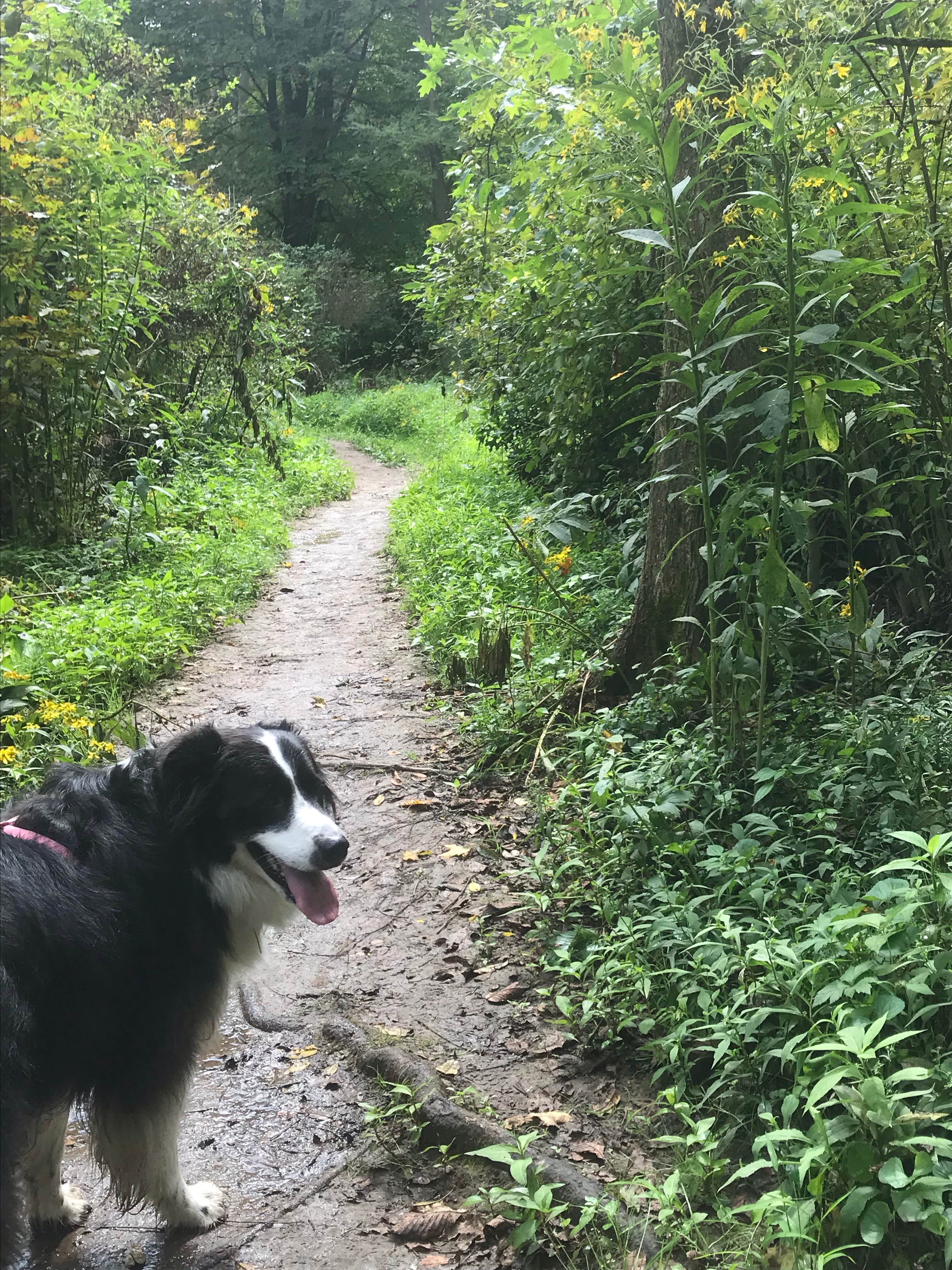Renee R.'s photo of camping with pets at Raccoon Creek State Park Campground in Pennsylvania