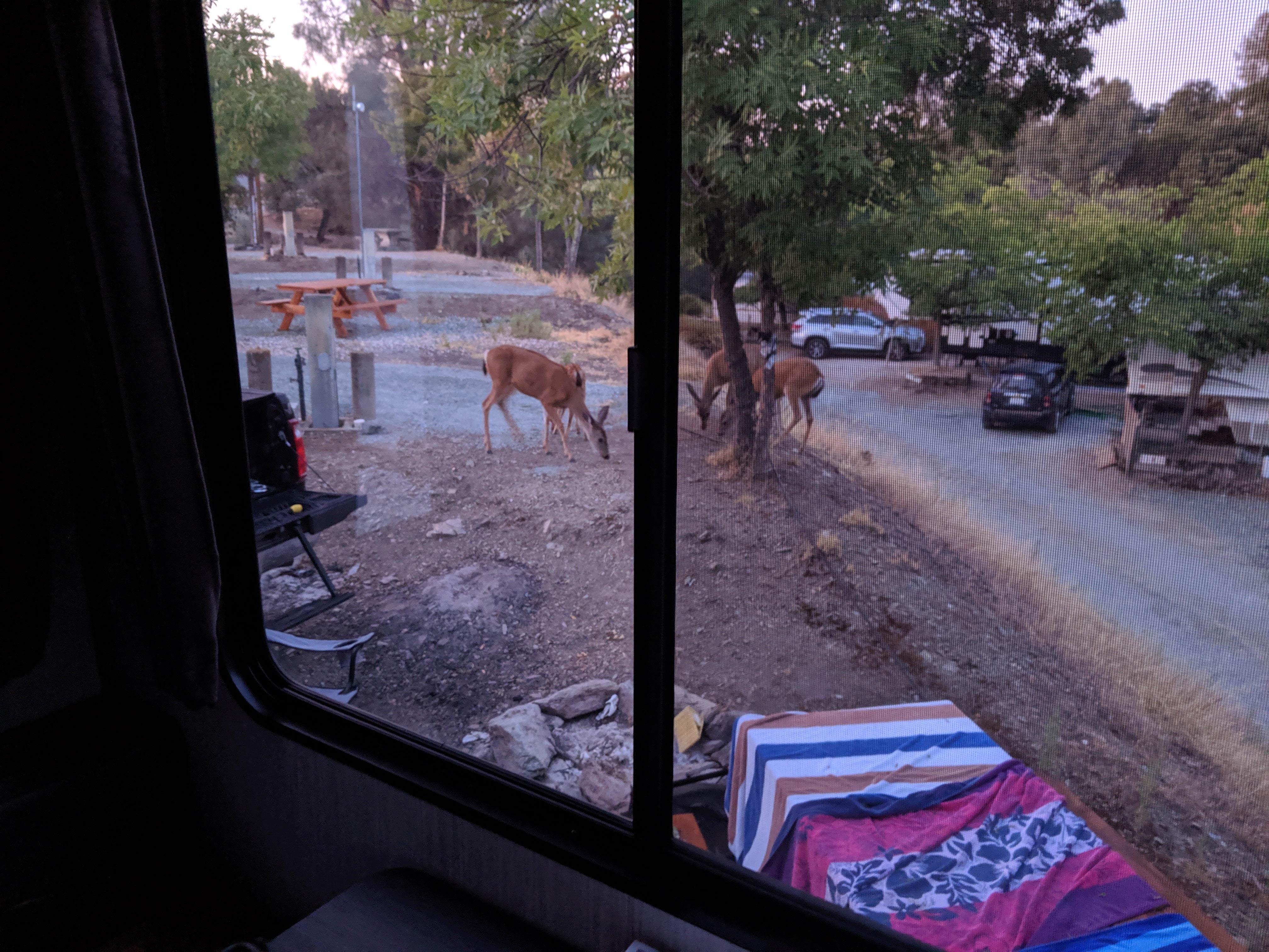 Deer outside our trailer.