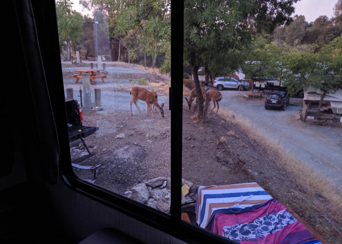 Lake Amador Resort Camping The Dyrt