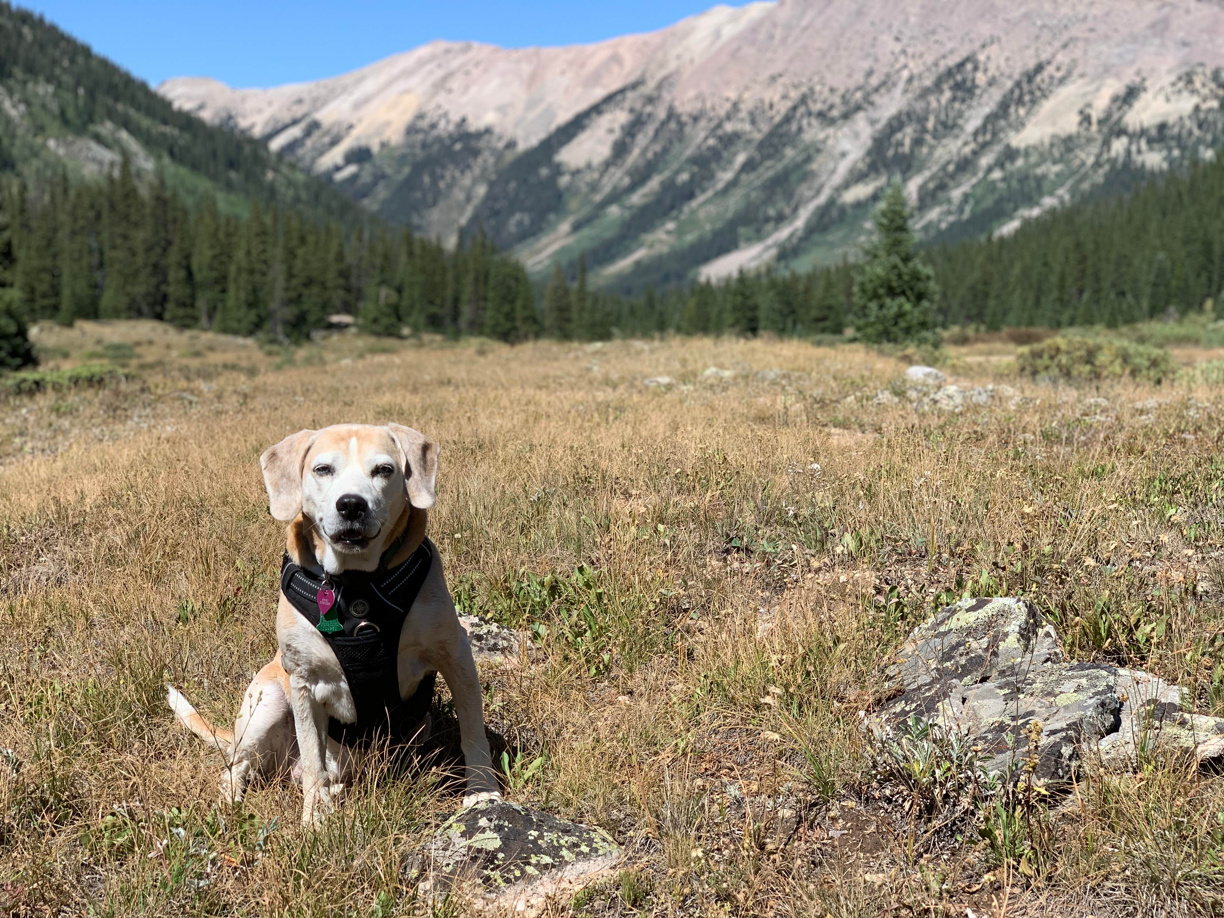Camper-submitted photo at Portal Campground near Snowmass Village, CO