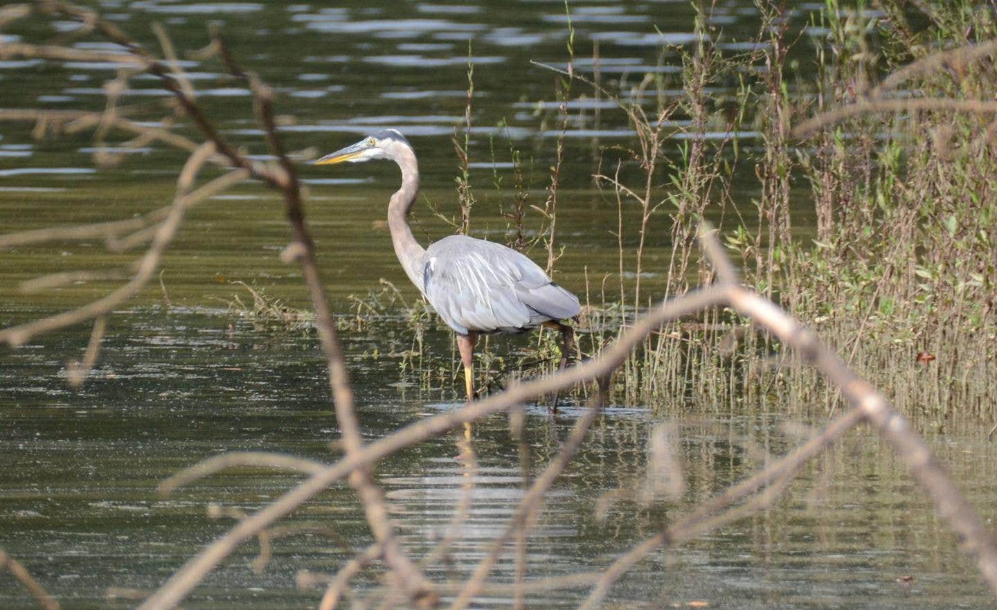 Dobbins Lakeside Campground Camping The Dyrt