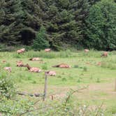 Review photo of Elk Prairie Campground — Prairie Creek Redwoods State Park by Christy C., June 29, 2016